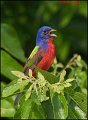 _0SB0966 painted bunting